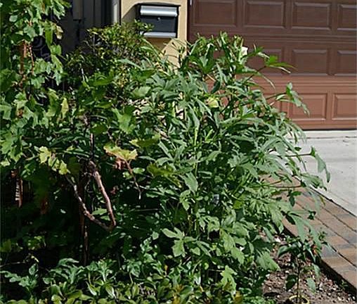 This delicious organic garden is outside your front door!