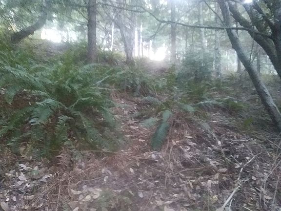 Many large ferns! 