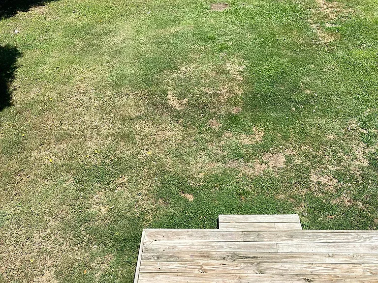 Large backyard