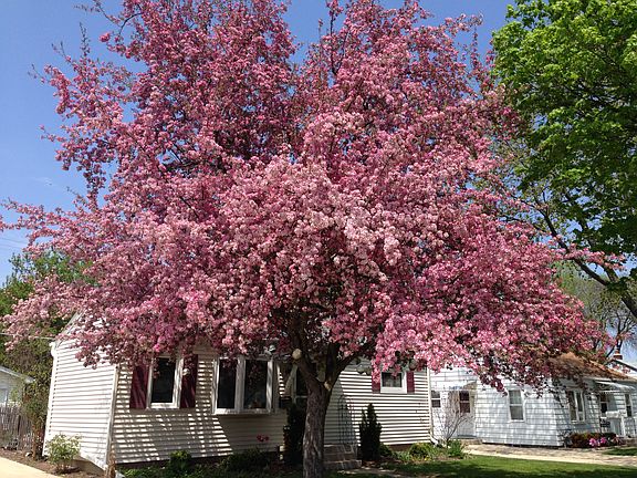 Beautiful Spring Blooms