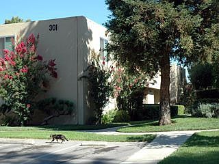 1st image of 301 Tradewinds Dr APT 8