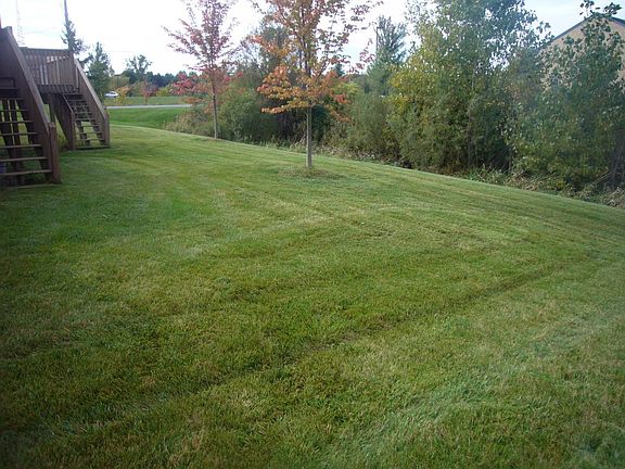 Back yard