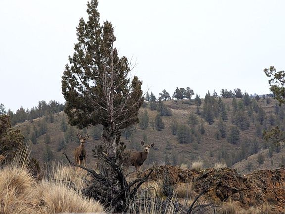 2nd image of 14090 SE Wickiup Rd