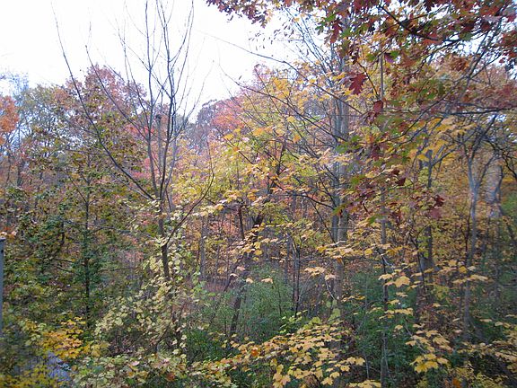 View from deck