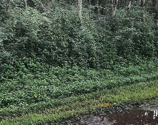    Lanai Road