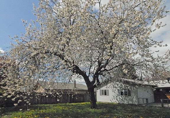 Cherry tree shades yard and deck