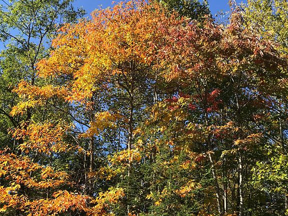 Neighborhood Fall Color