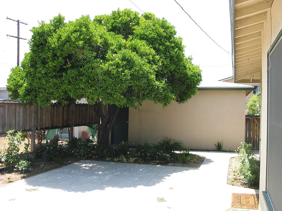 The tree is gone. A new landscape is in the works.