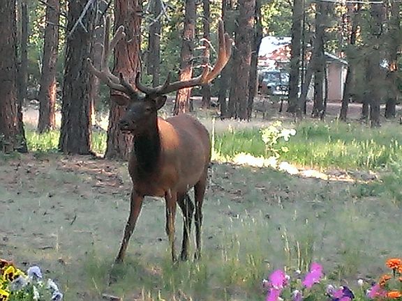 Elk at edge of front deck