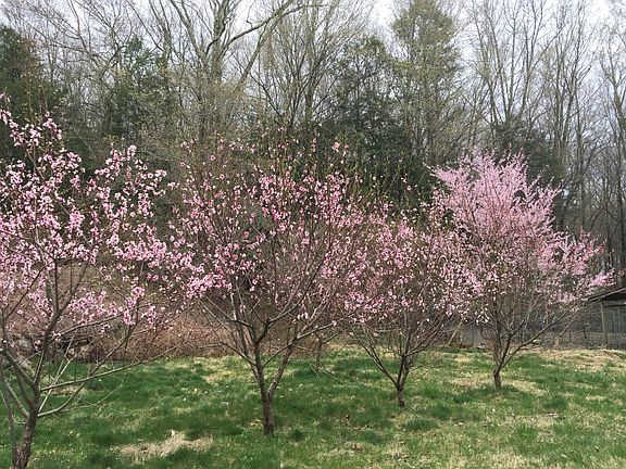 Peach trees