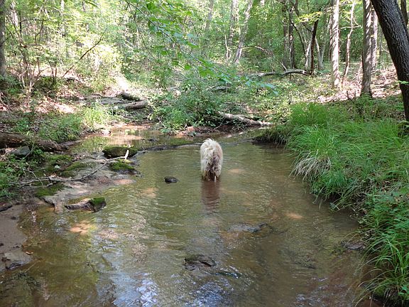 Lucy on our creek