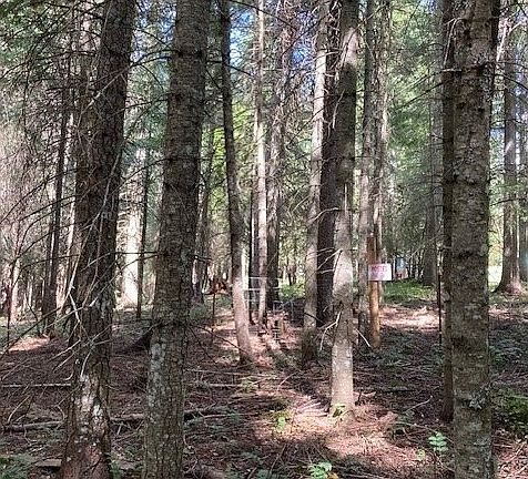 3rd image of 138028 Black Pine Ln
