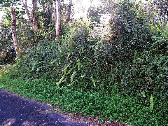 5th image of Nohea St Lot 91