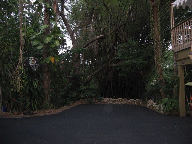 Bamboo on Powell Creek