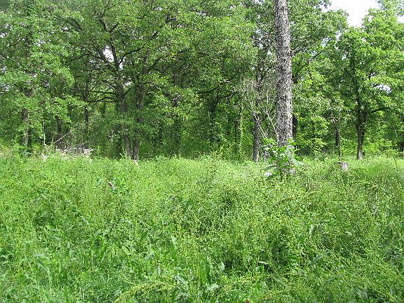 5th image of 13215 County Road 2919