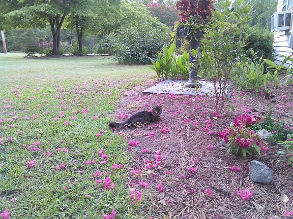 Side back yard view to road