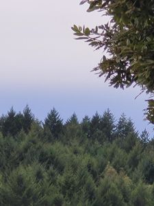 11 Raintree Cir, Whitethorn, CA, 95589