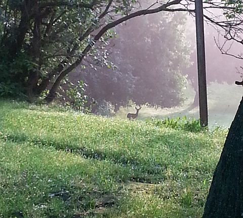 Enjoy watching the deer 