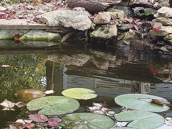 small koi pond btm of featur