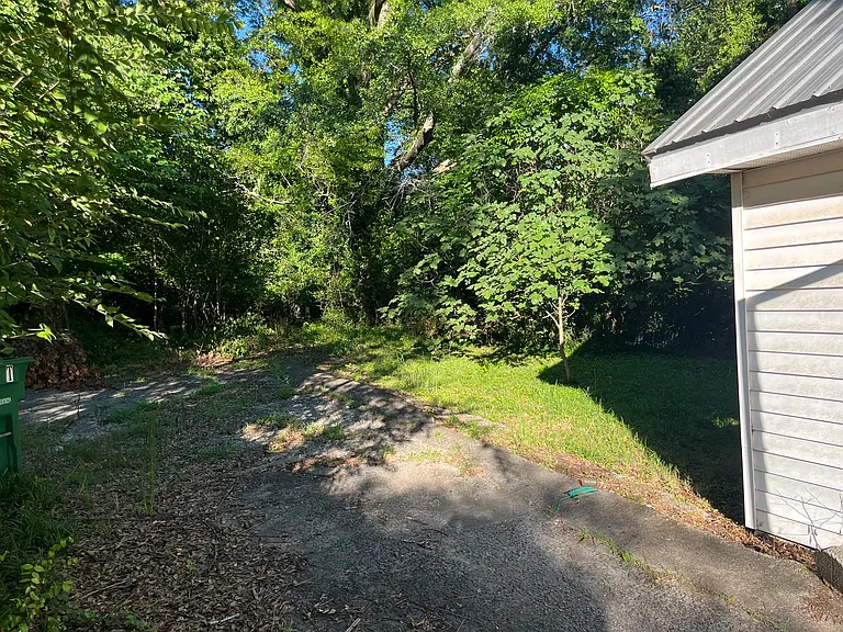 Backyard (with fig trees)