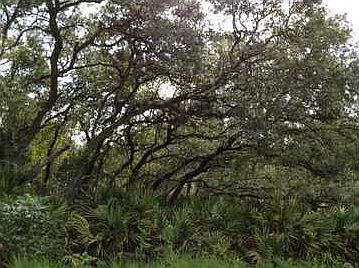 1st image of Little Palm Dr
