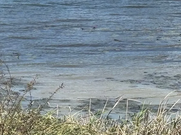 4915 S Lakewood Dr, Panama City, FL 32404