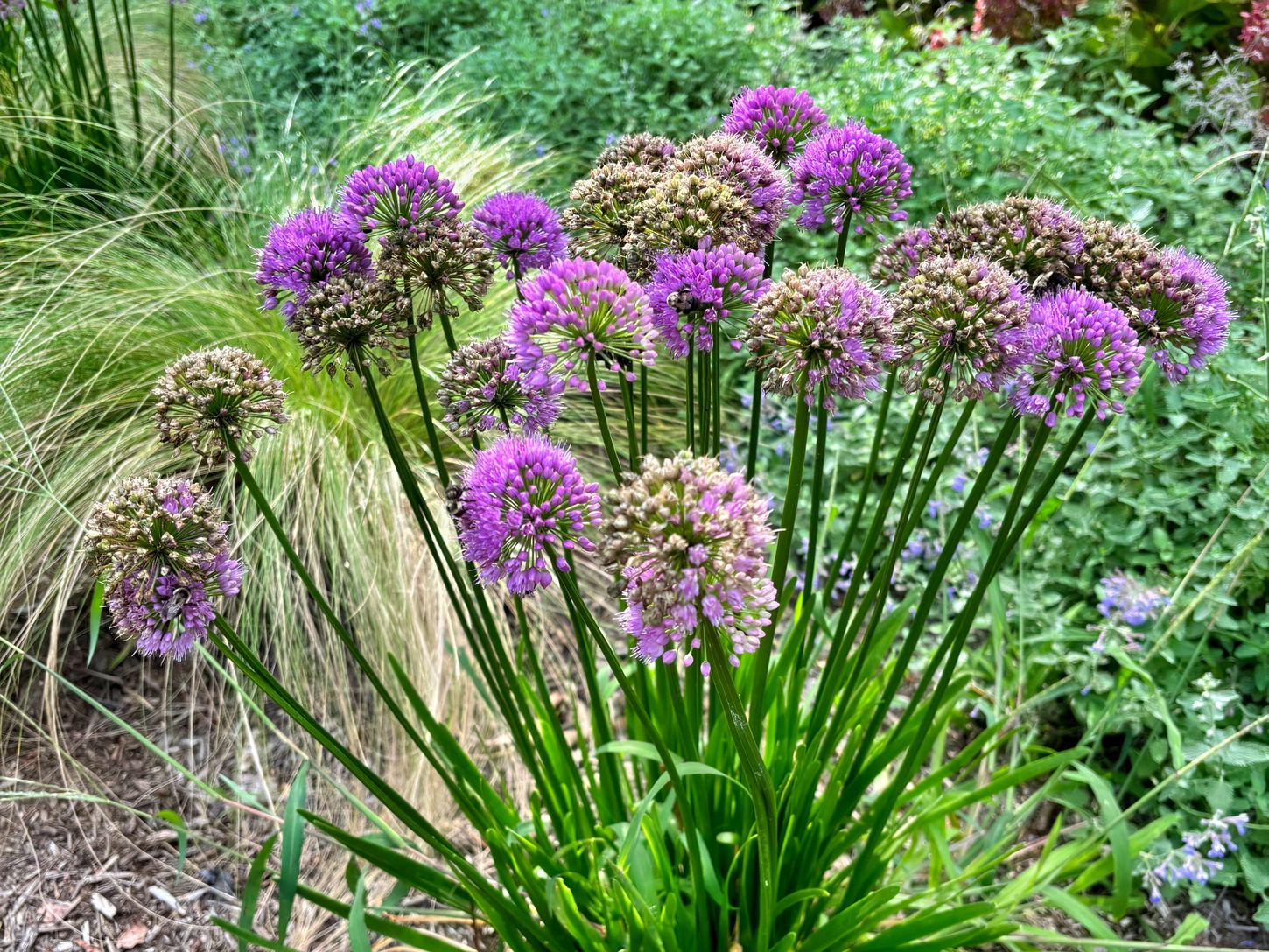  ‘Lavender Bubbles’ in Butterfly Garden