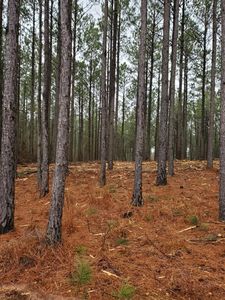 LOT 65 Maiden Cane Way, Lincolnton, GA, 30817
