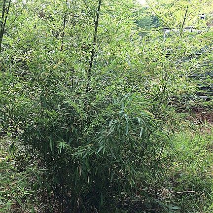 Controlled bamboo