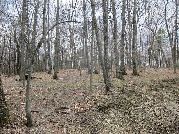 woods