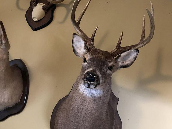 2 beautiful bucks in photo taken from property since 2011.