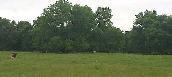 4th image of 22026 County Road 1610