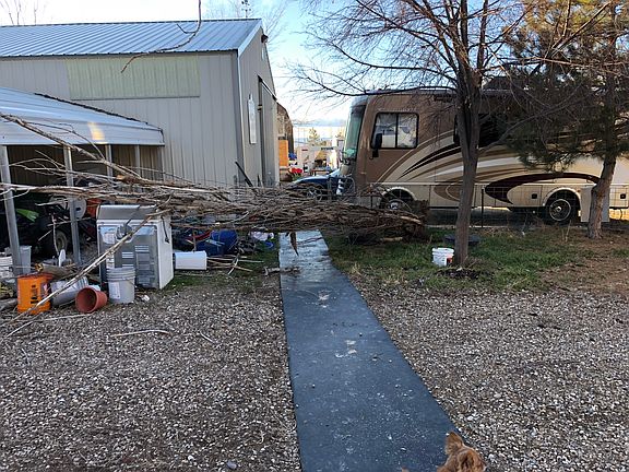 Opp’s tree blew down