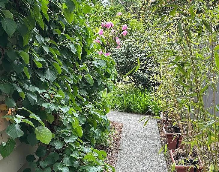 Pathway with solar walkway lights as well as stringed lights to guide you to the rear entrance.