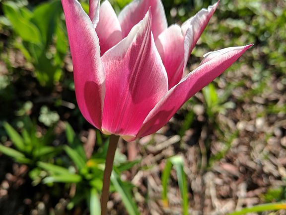 Garden blooms Spring Summer Fall