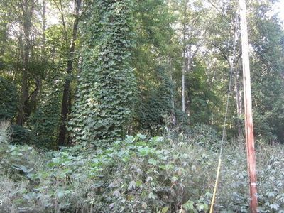 1 Snake Hollow Rd, Sneedville, TN, 37869