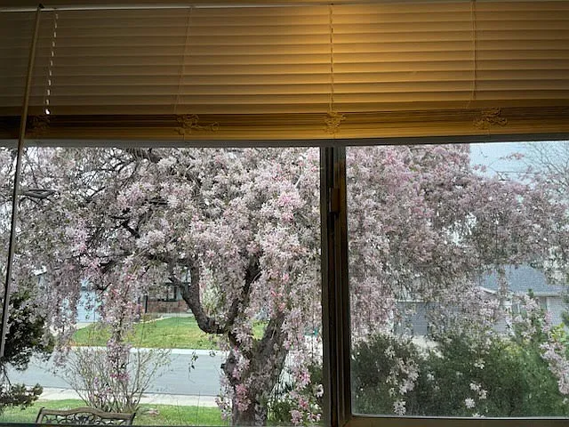 View from the kitchen window to the front garden and street (quiet, tiny street that loops and is very safe).