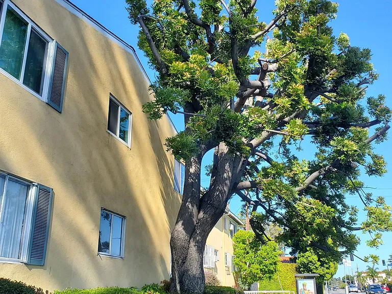Beverly Rossmore Apartments — Photo 13
