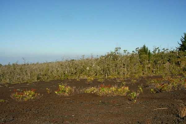 2nd image of Mahimahi Dr Lot 36