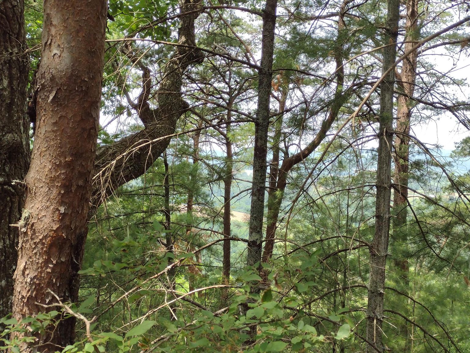 0 Riverview Ln, Tellico Plains, TN 37385 Zillow