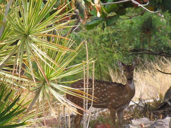 our deer friends