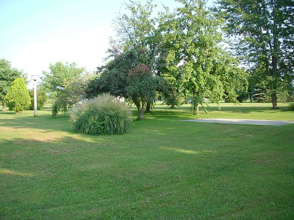 Great trees