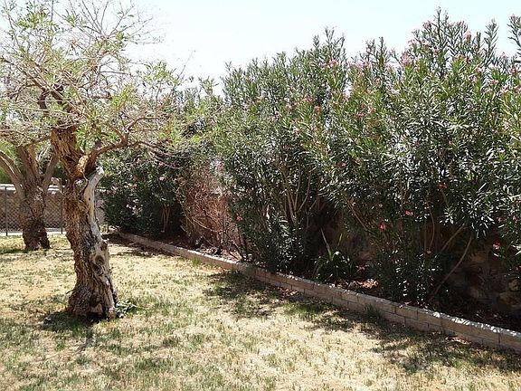 Landscaped backyard