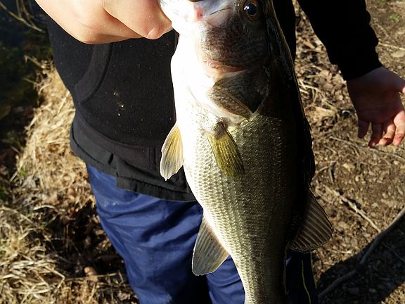 recent catch from pond