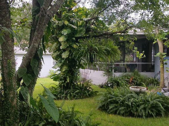 Back yard