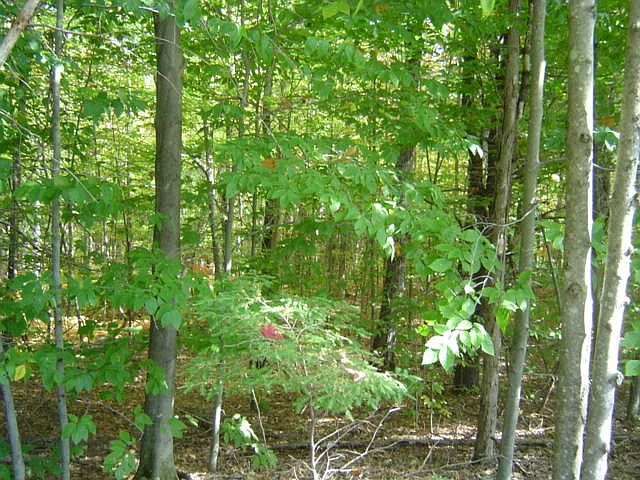 2nd image of 0 Halls Pond Road