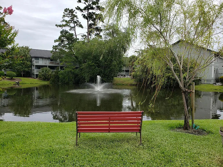 Pond with lots of turtles