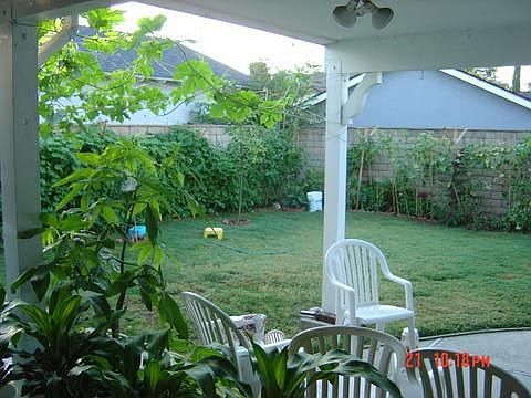 Back Yard 1