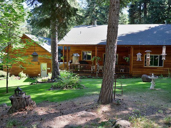 rear view from the forest