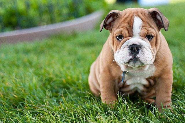 Pet friendly!!! no weight restrictions (breed restrictions a